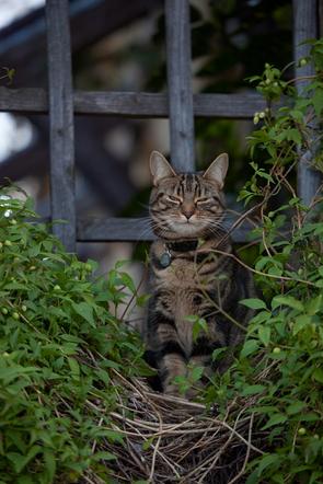 The local fauna cat