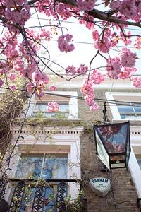 cherry blossom